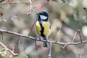 «Πουλιά της λίμνης Πολυφύτου» στο Δημοτικό Σχολείο Αιανής