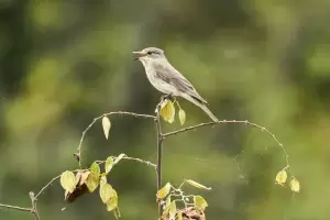 «Πουλιά της λίμνης Πολυφύτου» στο Δημοτικό Σχολείο Αιανής