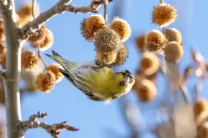 «Πουλιά της λίμνης Πολυφύτου» στο Δημοτικό Σχολείο Αιανής