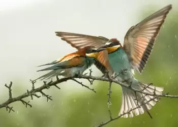 «Πουλιά της λίμνης Πολυφύτου» στο Δημοτικό Σχολείο Αιανής