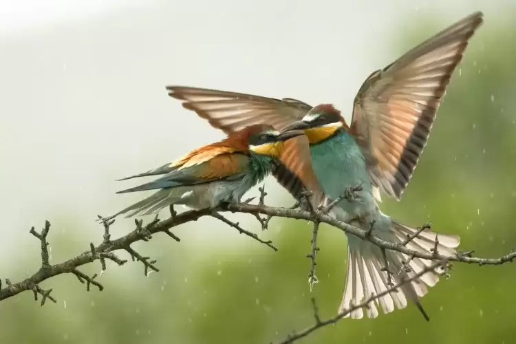 «Πουλιά της λίμνης Πολυφύτου» στο Δημοτικό Σχολείο Αιανής