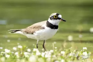 «Πουλιά της λίμνης Πολυφύτου» στο Δημοτικό Σχολείο Αιανής