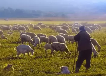 Συλλήψεις για παραβίαση μέτρων βιοασφάλειας – Σε έξαρση η ευλογιά αιγοπροβάτων στις Σέρρες (πίνακες)