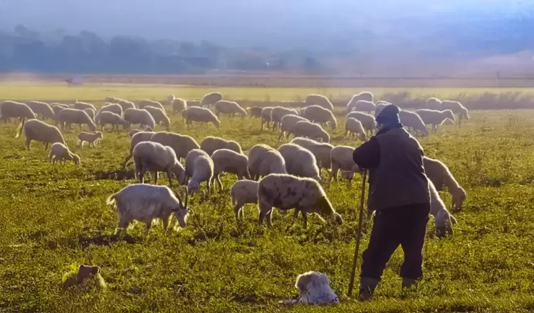 Συλλήψεις για παραβίαση μέτρων βιοασφάλειας – Σε έξαρση η ευλογιά αιγοπροβάτων στις Σέρρες (πίνακες) Συλλήψεις για παραβίαση μέτρων βιοασφάλειας – Σε έξαρση η ευλογιά αιγοπροβάτων στις Σέρρες (πίνακες)