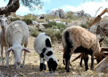 50 εκατ. ευρώ για αποζημιώσεις κτηνοτρόφων και ενίσχυση Περιφερειών κατά της ευλογιάς