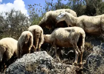 Αυξάνεται η αποζημίωση στους κτηνοτρόφους που επλήγησαν από ευλογιά Αυξάνεται η αποζημίωση στους κτηνοτρόφους που επλήγησαν από ευλογιά