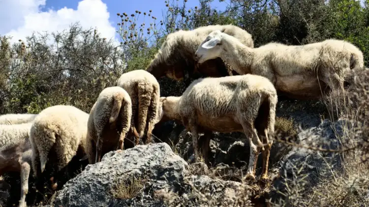 Αυξάνεται η αποζημίωση στους κτηνοτρόφους που επλήγησαν από ευλογιά