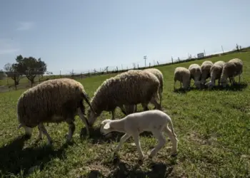 Ευλογιά προβάτων: Τα ποσά αποζημίωσης και οι δικαιούχοι κτηνοτρόφοι Ευλογιά προβάτων: Τα ποσά αποζημίωσης και οι δικαιούχοι κτηνοτρόφοι