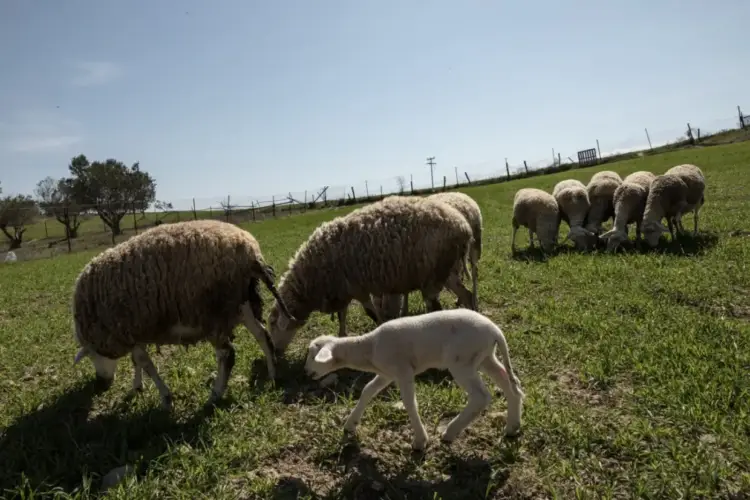 Ευλογιά προβάτων: Τα ποσά αποζημίωσης και οι δικαιούχοι κτηνοτρόφοι Ευλογιά προβάτων: Τα ποσά αποζημίωσης και οι δικαιούχοι κτηνοτρόφοι