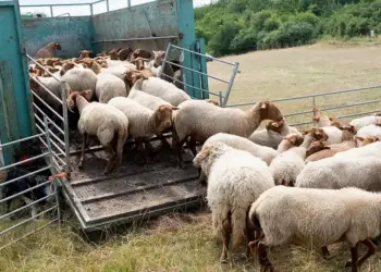 Οδηγίες για μετακινήσεις αιγοπροβάτων ενόψει εορτών – Μέτρα για την αντιμετώπιση της ευλογιάς