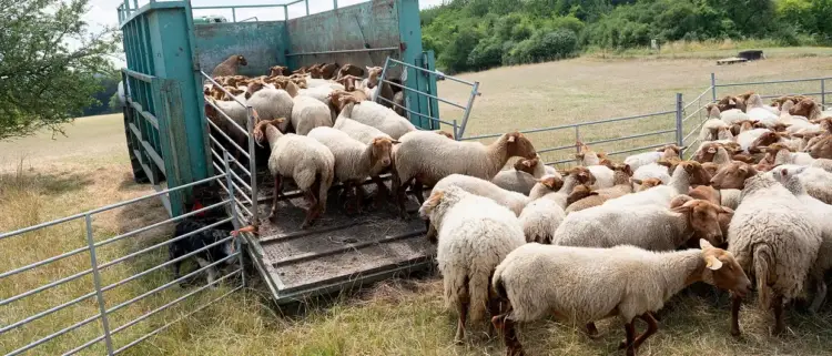 Οδηγίες για μετακινήσεις αιγοπροβάτων ενόψει εορτών – Μέτρα για την αντιμετώπιση της ευλογιάς